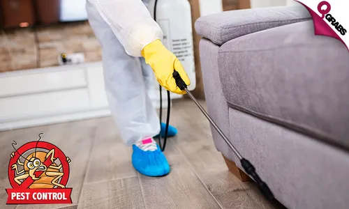Pest Control: Cockroach & Bedbug Treatment Services!